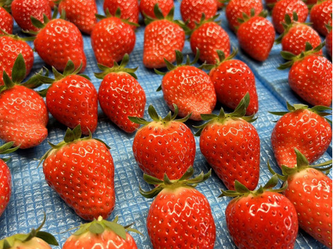 甘くてたまらん！！旬のイチゴセット(2パック)