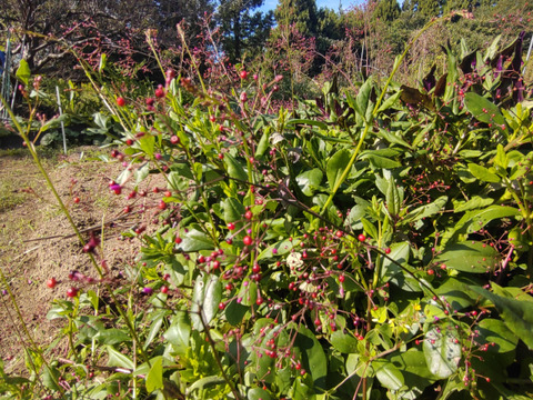 三時草 ハゼラン ☆味はまるでホウレンソウ🌿５束のお届け🌿（ランと名前がついてますがラン科ではありません）