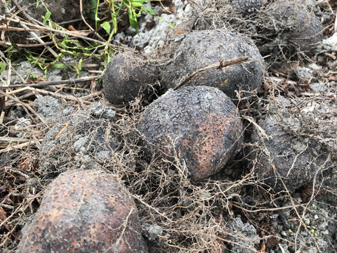 丹波篠山産　山の芋（1kg ）