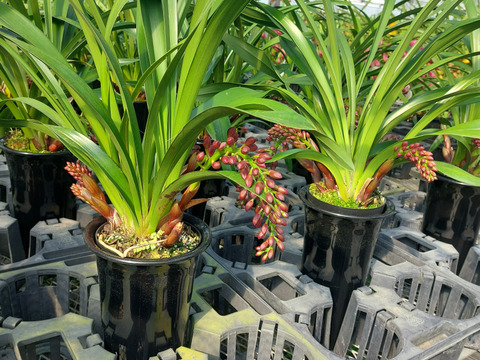 【下垂系シンビジウム】フォアゴットンフルーツ3本立