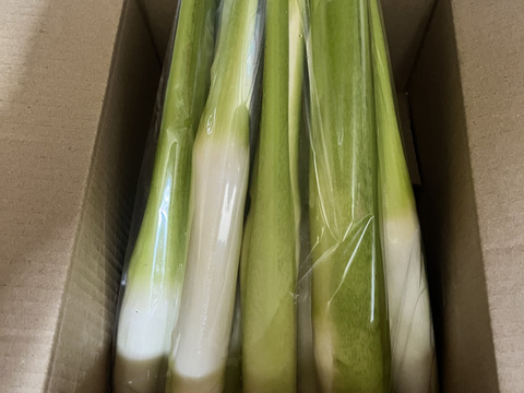 神が宿る草　まこもだけ　真菰筍　１ｋｇ　三重県美杉町産