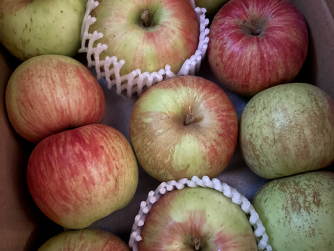 信州りんご🍎小玉４キロパック詰め