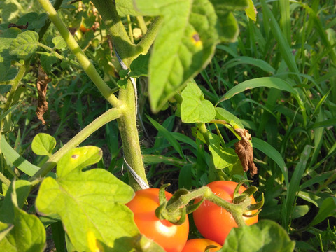 自然農園の健康やさい！　夏野菜珠玉の6品セット