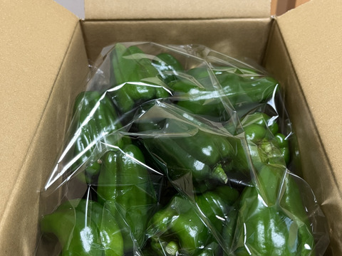 『淡路島五色産さららピーマン約1ｋｇ』ビタミンたっぷり！肉厚、美味！採りたて発送