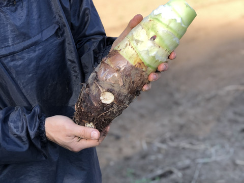 タケノコイモ(京芋) 1kg★里芋の産地で採れた美味しい筍芋★農薬も化学肥料も不使用です