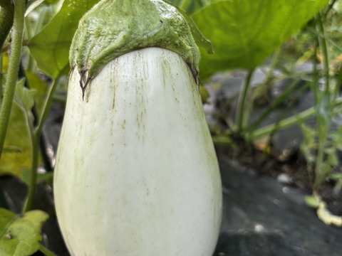 夏野菜　茄子🍆