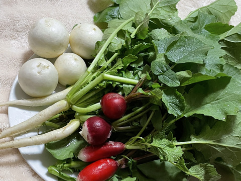 60サイズの野菜セット