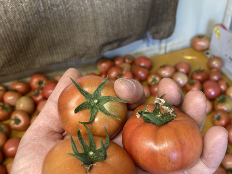 海水栽培　高糖度トマト　潮トマト　大分県産　4袋