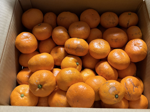 【訳あり】濃厚なコクと酸味がおいしい！有田みかん★早生★自家製堆肥栽培★大満足10kg★和歌山