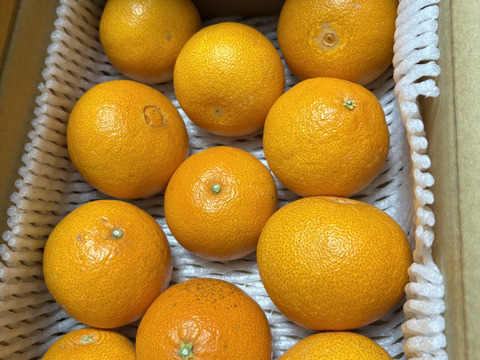 【紅プリンセスと同品種】プリンセス（甘平とまどんなの新品種）２ｋｇ