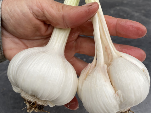 【嘉禎 生ニンニク1㎏】フルボ酸×有用微生物　バイオスティミラント育ちの予約販売