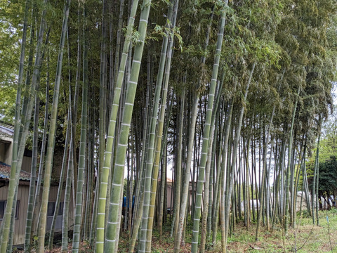 朝採り茹で筍900ｇ風味豊か筍ご飯がすぐ作れます（300ｇｘ3真空パック）