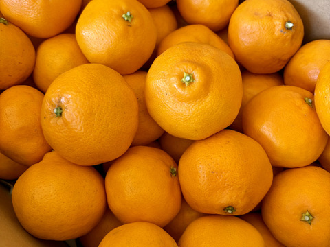 ぷちぷちレディー、はるみちゃん🍊✨ Sサイズ　5kg箱入り　はるみみかん