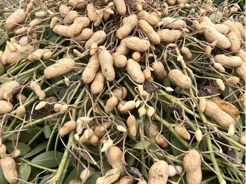 旬の味覚！遠州砂地育ちジャンボ生落花生『おおまさり』1㎏