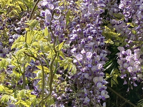 藤のハチミツさん　160g