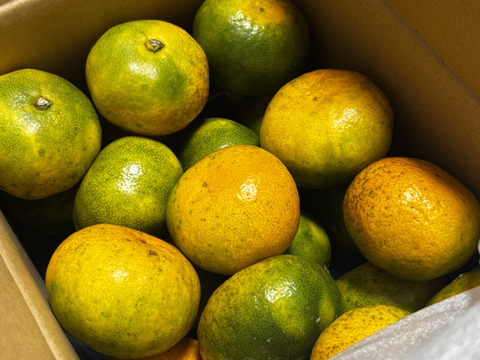 愛媛みかんの老舗厳選『極早生みかん 2.5kg』愛媛県川上産