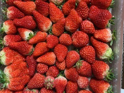 生の風味をお届け。気にしない方限定🍓バラ詰苺BOX（約1000g）大きさ形が不揃いです