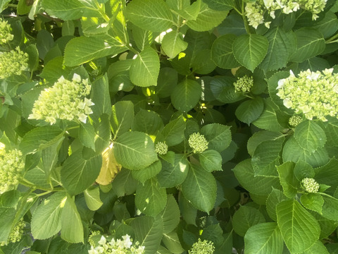 【生花（3本〜5本）】アジサイ・花束・プレゼント可能！もふもふのアジサイ（紫陽花）！淡いブルーやグリーンが混ざった繊細な色合いがとても魅力的！