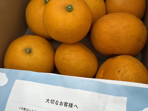 【セール中！】あなたの常識が変わる！プリプリジューシーなさつき八朔🍊（樹上超熟八朔） 【訳あり】4kg