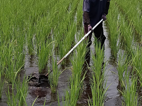 分づき米 7分 専用】【新米】自然栽培(農薬・有機化学肥料不 分づき米 7分 専用】【新米】自然栽培(農薬・有機化学肥料不