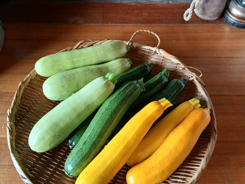 ズッキーニ3色セット