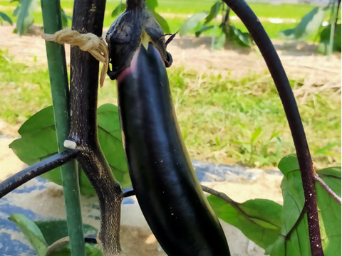 ふわっ！とろっ！ふわとろ長なす3kg