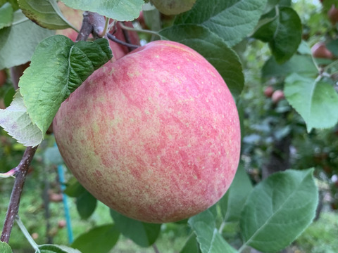 発送開始！完熟葉とらずサンふじ🍎約10㎏