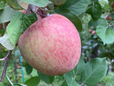 完熟葉とらずサンふじ🍎約10㎏