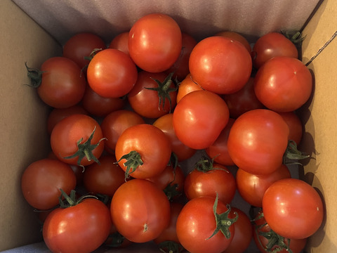 【Z1】皮が薄くジューシーな中玉フルーツトマト　ゼッピン娘(華おとめ)　1kg