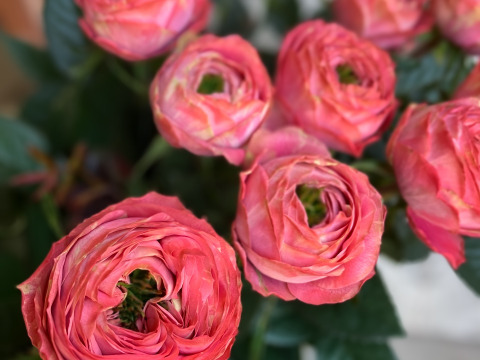 5月20日にお届け🌸２束限定🌸変わり咲き【ピンクラナンキュラ12本】ちょっとだけ栽培【ご自宅用簡易ラッピング】