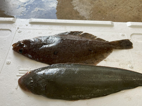 【青森県直送】お試し鮮魚ＢＯＸ　約1キロ