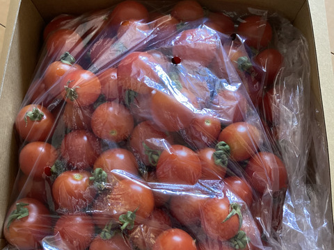 ボルゲーゼ　トマト　約1500g