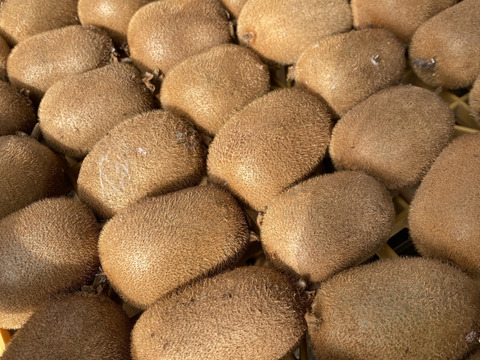 ビタミンいっぱい　ヘルシーキウイ🥝　GO GREEN!（1.5KG)