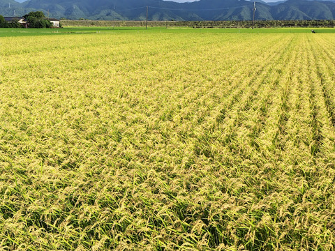新米　白米 5kg　キヌヒカリ 令和7年度産 熊本県産 無洗米　hiroファーム