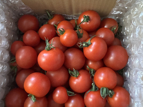 【朝どれ】本当に甘い！美健トマト®︎（1.0キロ）　※特別価格で販売中