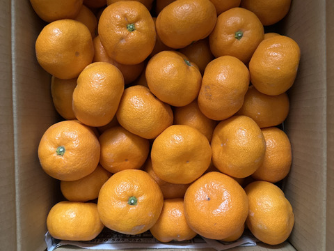 三ヶ日を代表する品種！『三ヶ日青島みかん』ご家庭用10kg