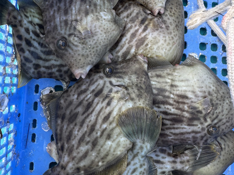 一本釣り、カゴ漁　鮮魚ボックス　3k