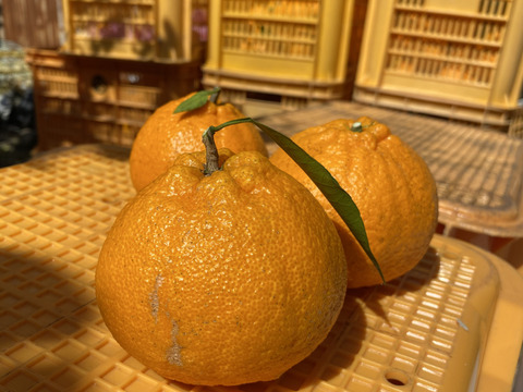 2026年収穫　大ぶり果実の瀬戸内　傷ありご家庭向け　しらぬい 4kg