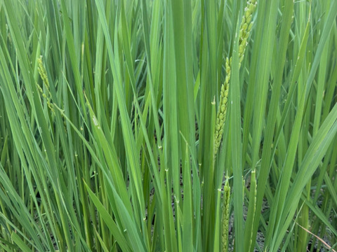 【超特栽❣️新米】きぬむすめ白米。ツヤと白さの“色白美人”、甘味と粘りのきれいな大粒‼️《超》特別栽培令和7年産能勢天神米“米王女👸”《2kg真空パック》保存クリップ付。