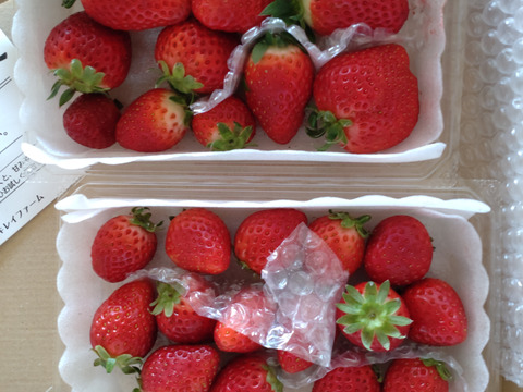 朝摘み直送！サイズおまかせ徳用2パック【よつぼし】約450g