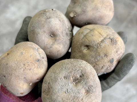 【小さいけど、ちゃんと甘い！】越冬じゃがいもキタアカリ Ｓサイズ5㎏