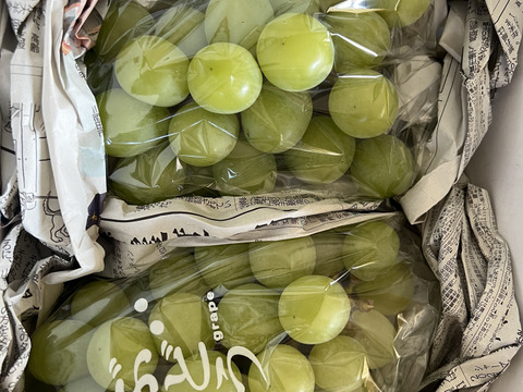 クール便❗️予約家庭用シャインマスカット約1.2キロ2-3房　農薬半減栽培！　訳あり家庭用