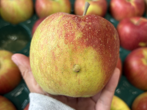 訳あり 小玉 シナノスイート 3ｷﾛ箱使用 13～16玉 長野県産