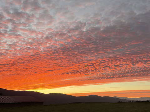 生も旨い！スイートコーン10本入（味来）