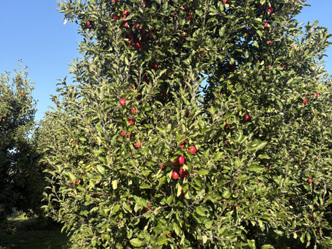 アルプス乙女りんご【訳あり 2kg  】