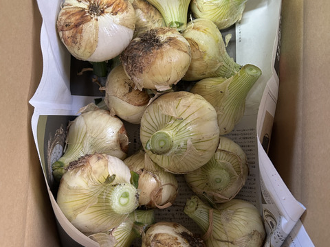 とれたて新玉ねぎ　5kg