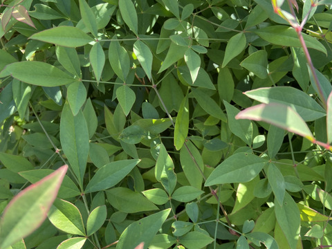 メール便【期間限定⭐️】新鮮南天(なんてん)の葉　料理の飾りに🎍