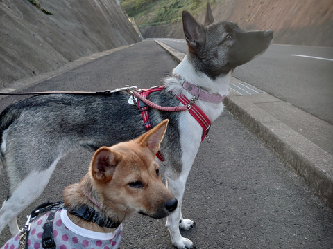 長崎県産　訳あり早生みかん10Kg　ご自宅用（先行予約）【冬ギフト】