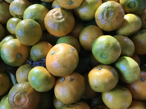 今季ラスト❗️木酢約4キロ(傷、黄色くなりました。)