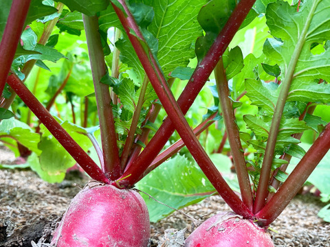 おまかせ野菜セット‼️100サイズの箱でお届け